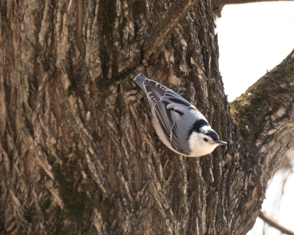 White-breasted Nuthatch - ML632764248