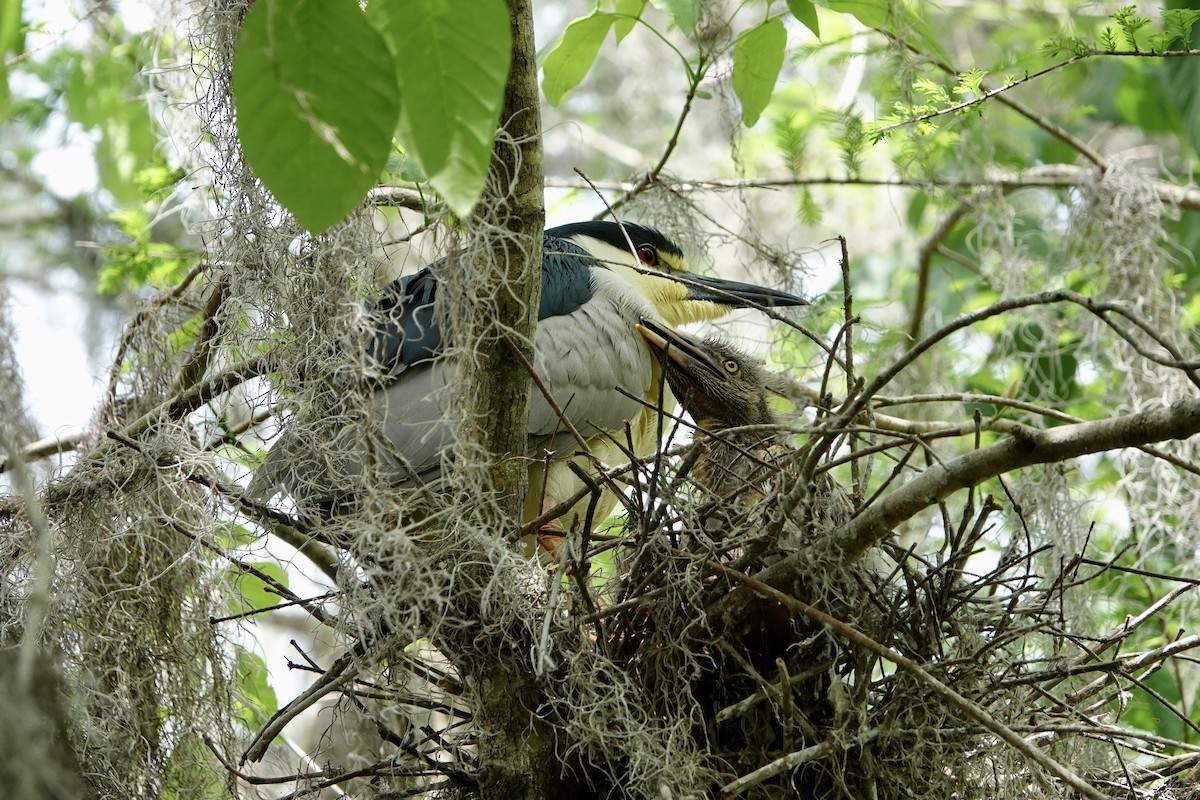 Black-crowned Night Heron - ML632764434
