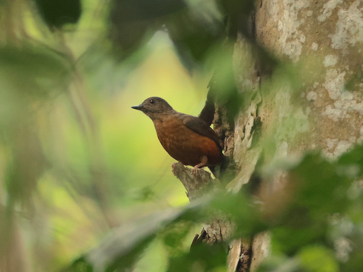 Finsch's Flycatcher-Thrush - ML632764437