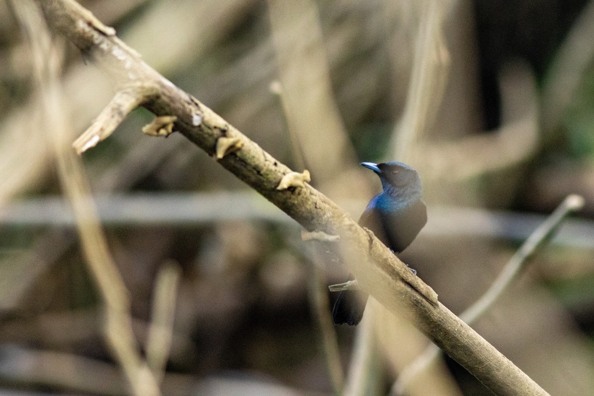 Shining Flycatcher - ML632764438