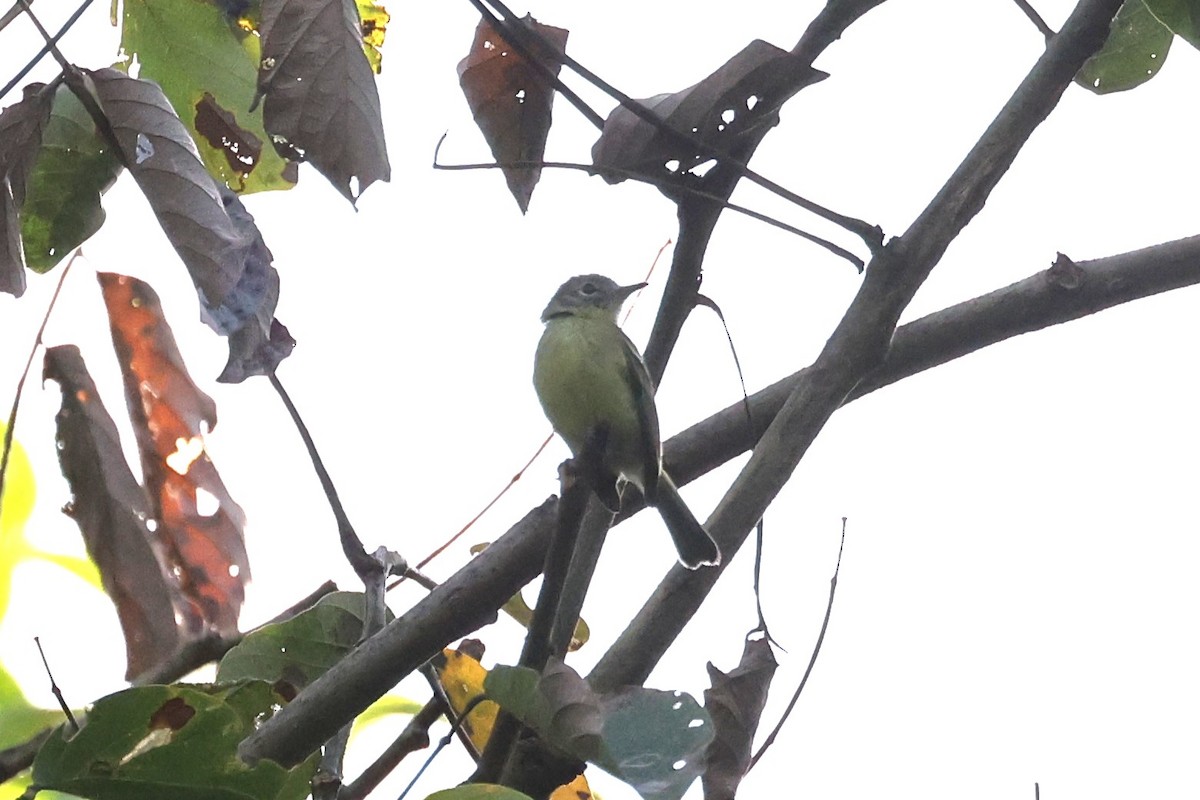 Yellow-green Tyrannulet - ML632764489