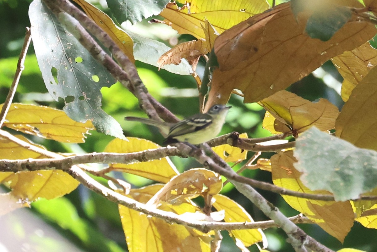 Yellow-green Tyrannulet - ML632764490