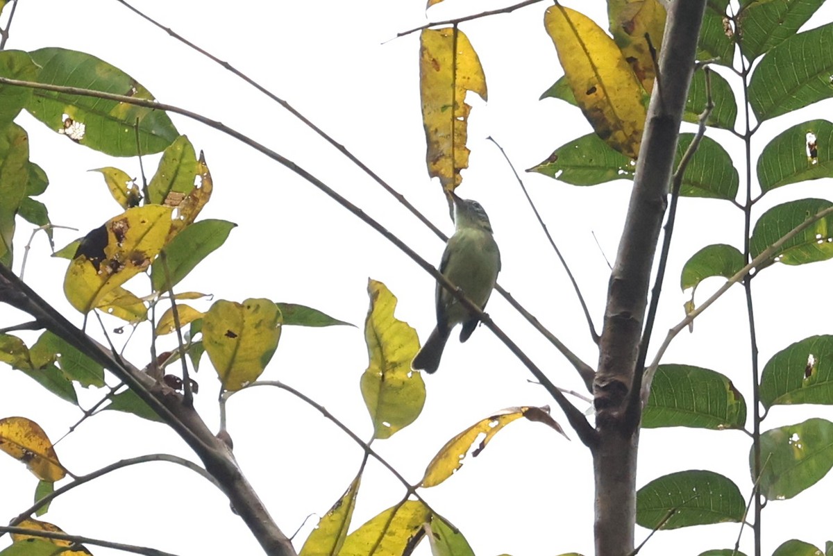 Yellow-green Tyrannulet - ML632764491
