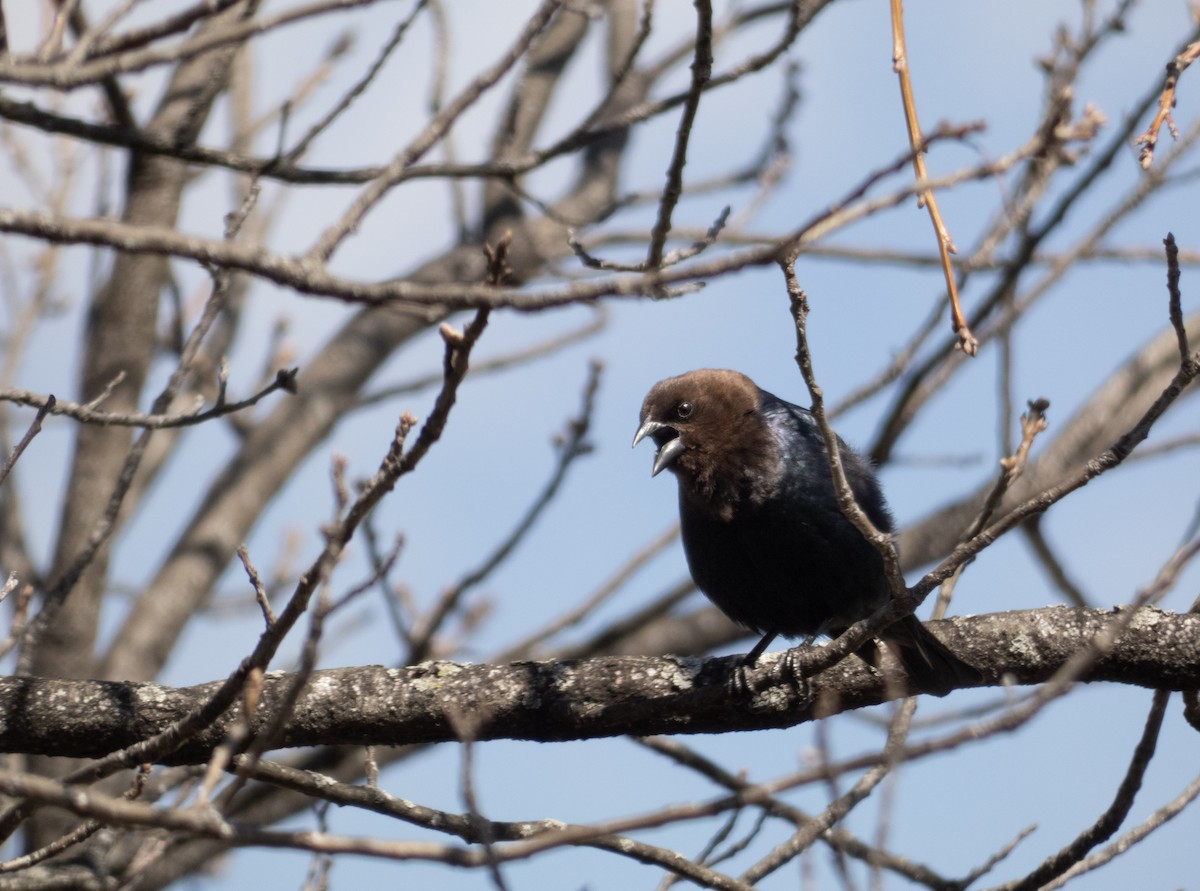 Brown-headed Cowbird - ML632764617