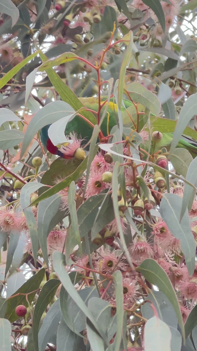 lori mošusový - ML632764774