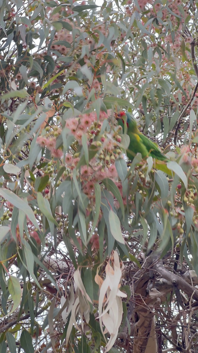 lori mošusový - ML632764775