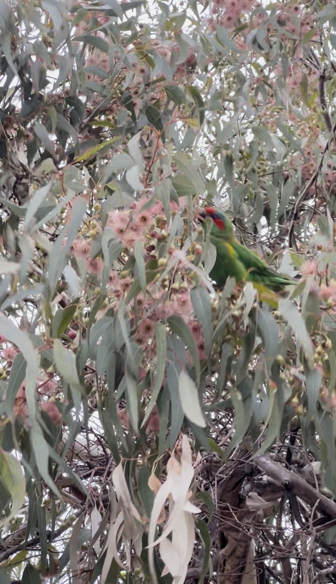 lori mošusový - ML632764844