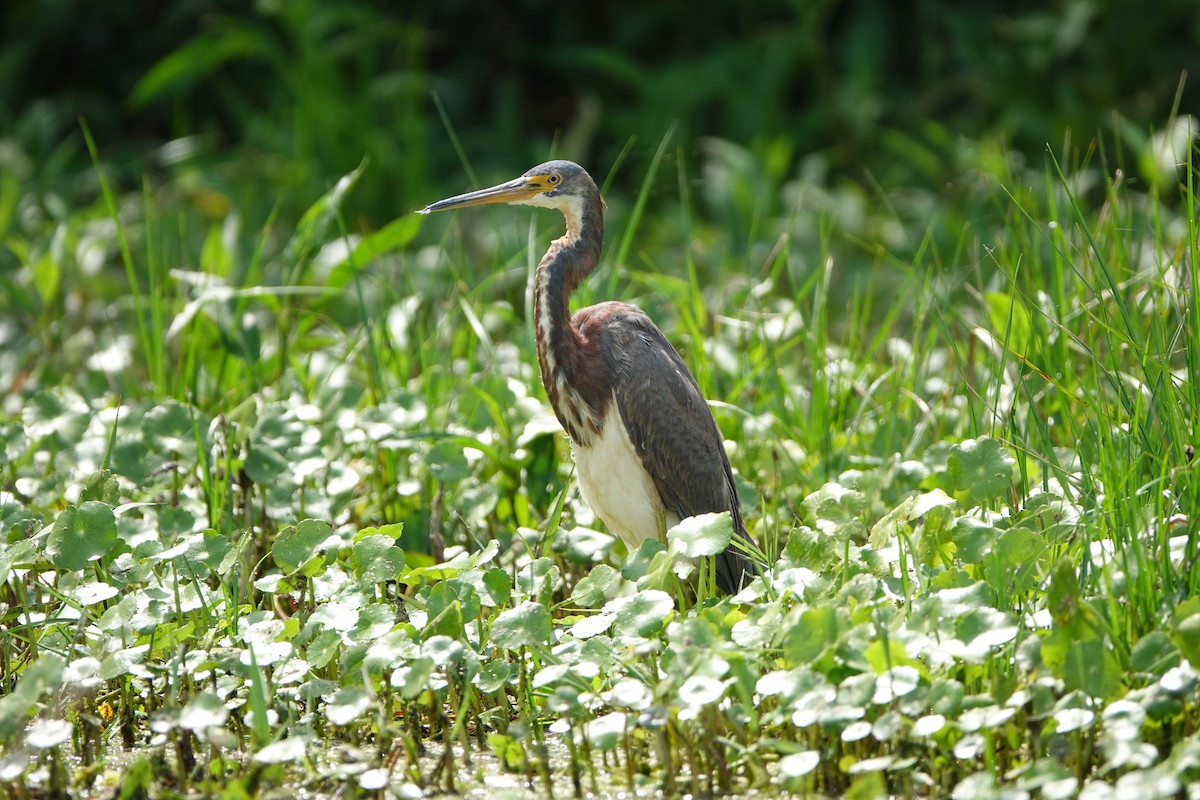 Tricolored Heron - ML632764914
