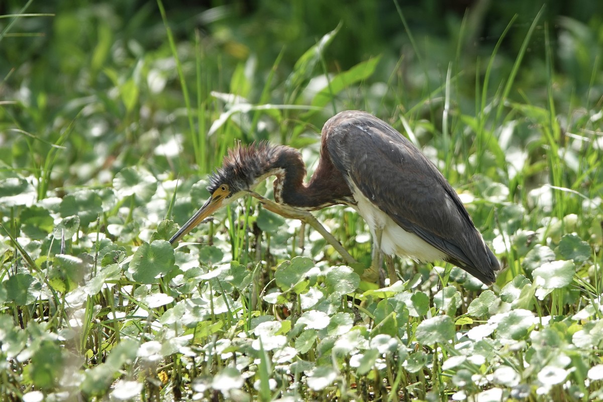 Tricolored Heron - ML632764927