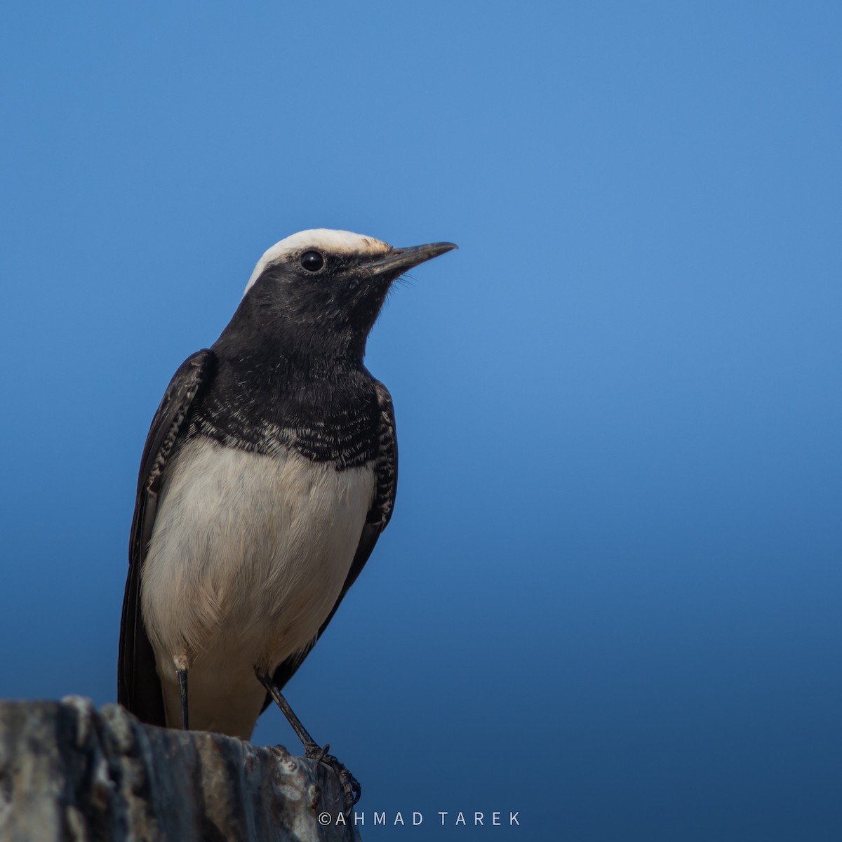 Hooded Wheatear - ML632765006