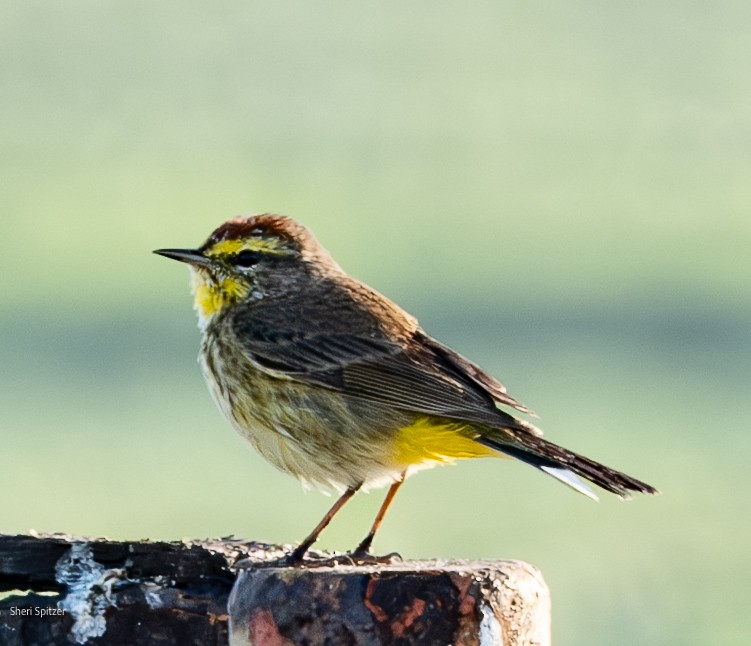 Palm Warbler (Western) - ML632765178