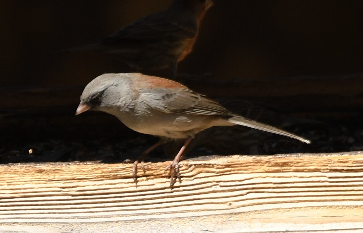 Dark-eyed Junco - ML632765180