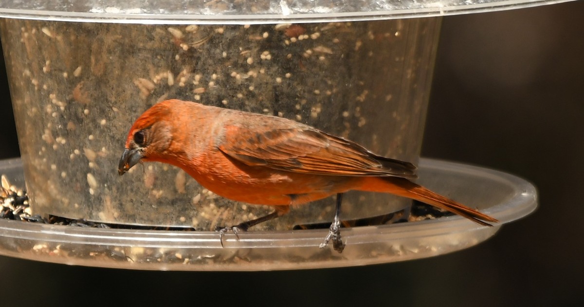 Hepatic Tanager - ML632765191