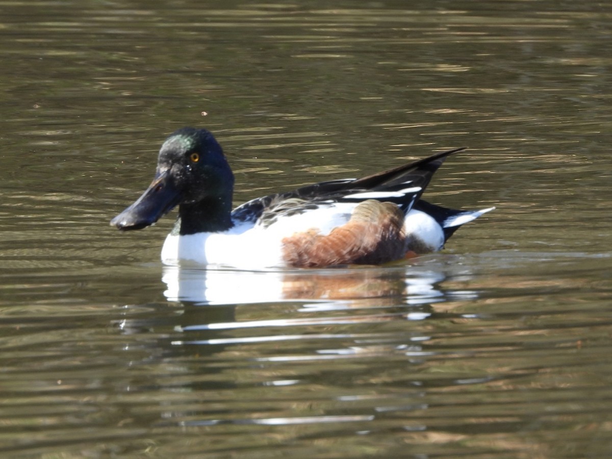 Northern Shoveler - ML632765333