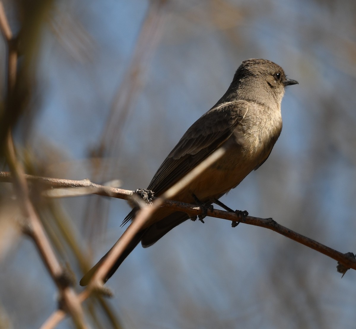 Say's Phoebe - ML632765498