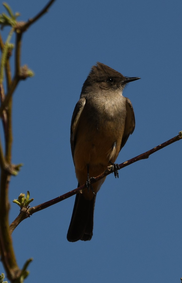 Say's Phoebe - ML632765501