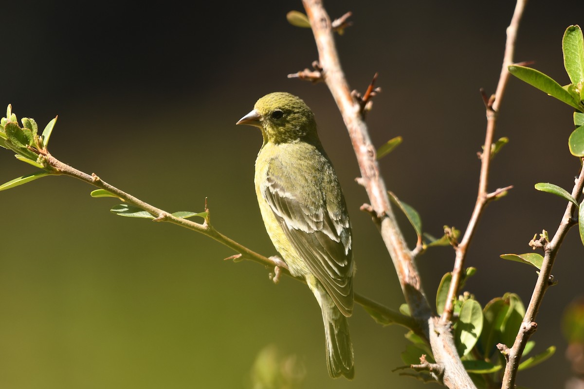 Lesser Goldfinch - ML632765535
