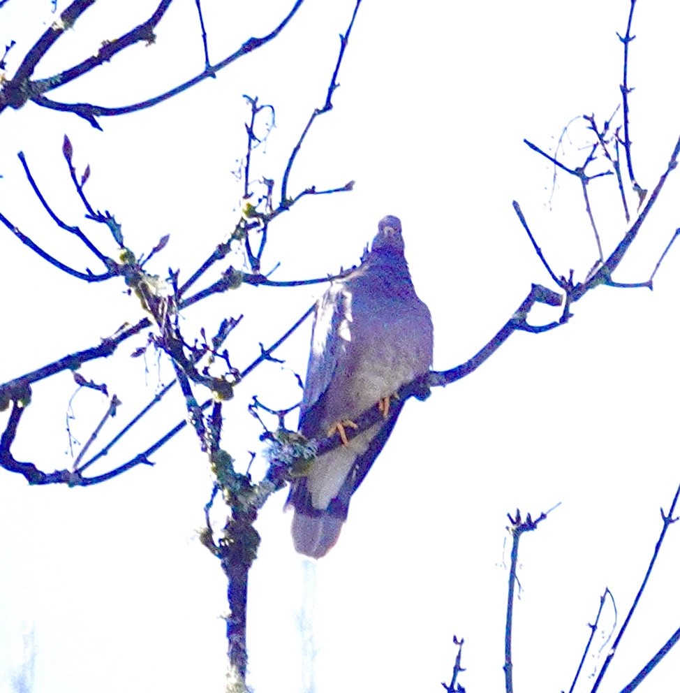 Band-tailed Pigeon - ML632765538