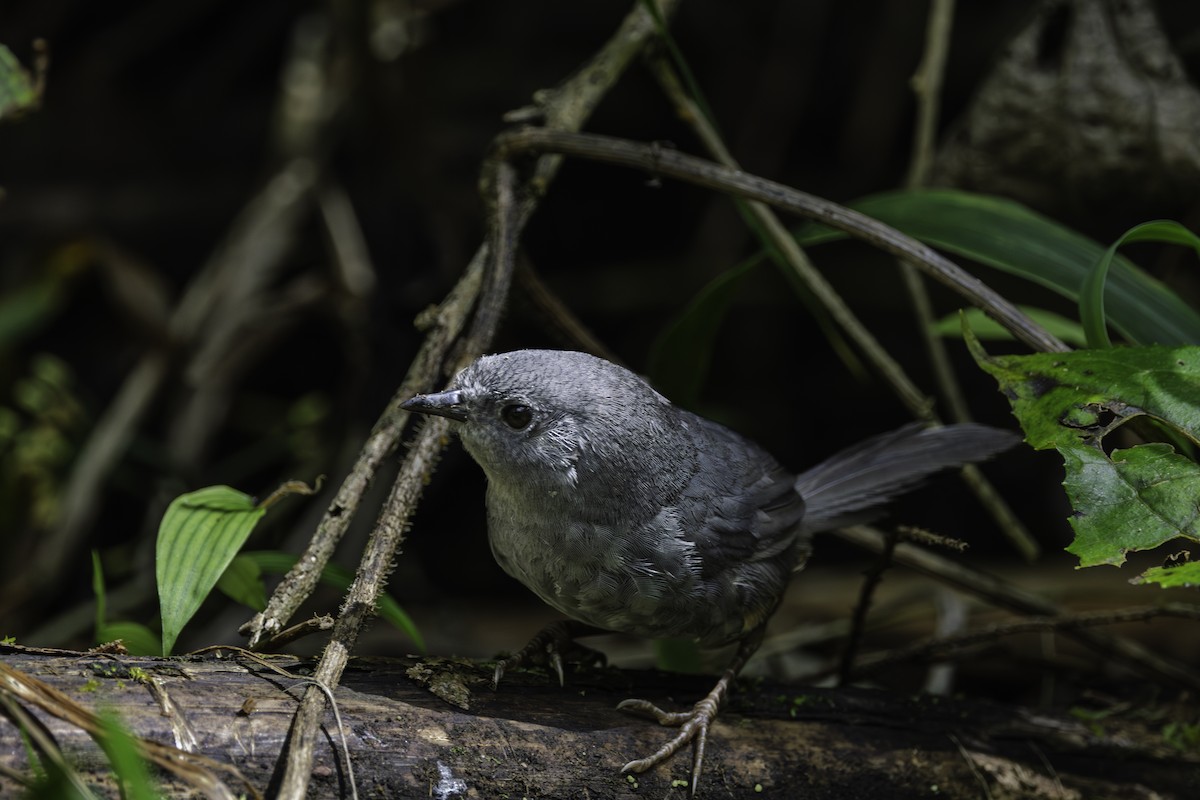 Rock Tapaculo - ML632765606