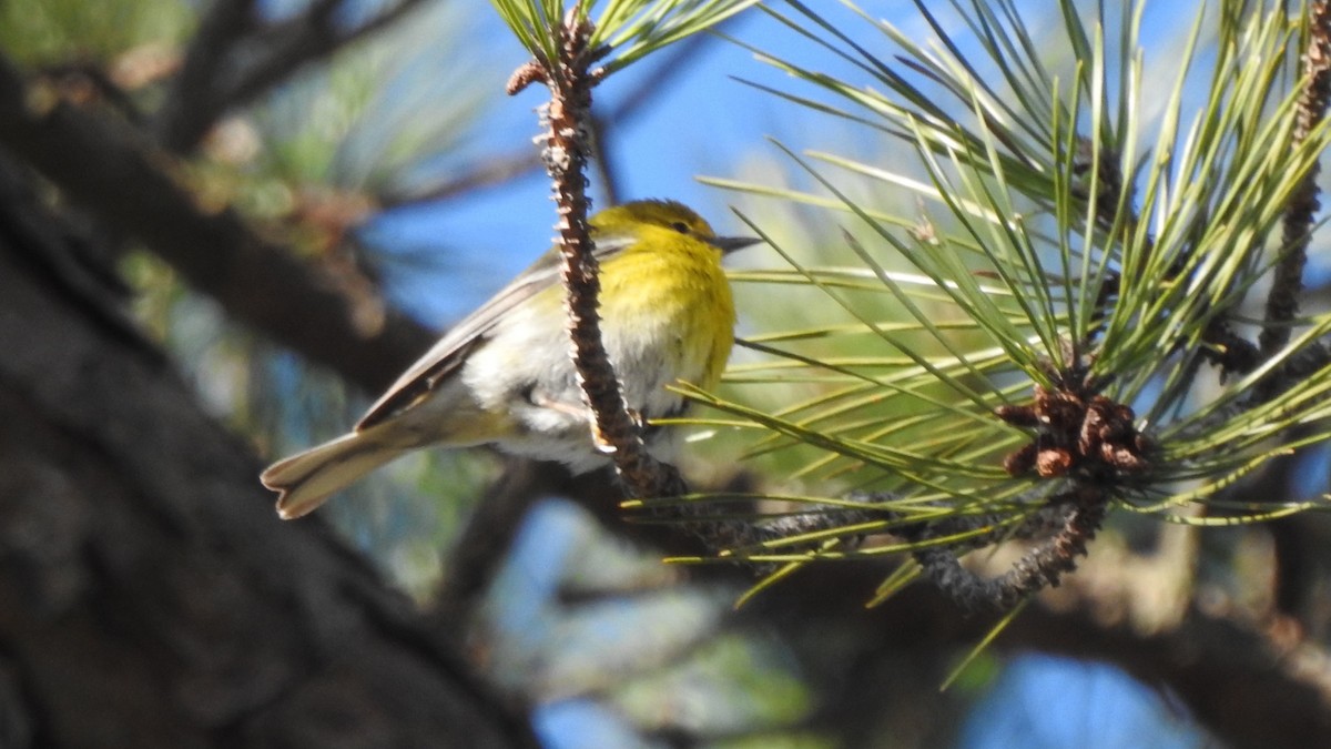 Pine Warbler - ML632765625
