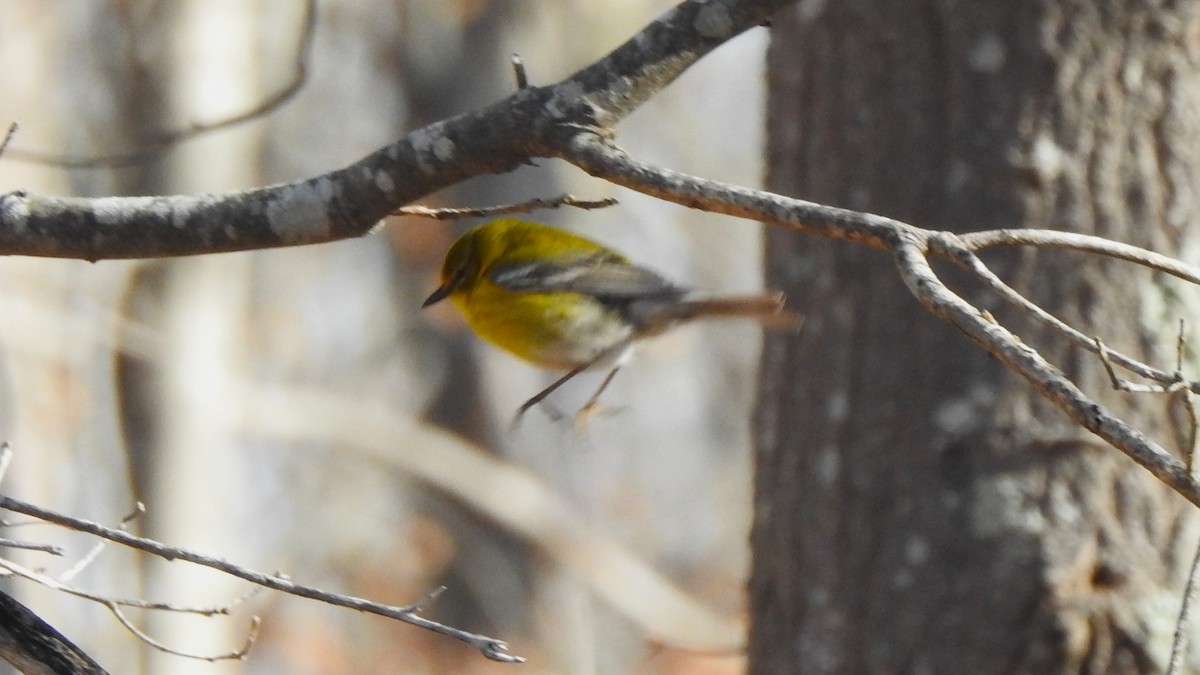 Pine Warbler - ML632765732