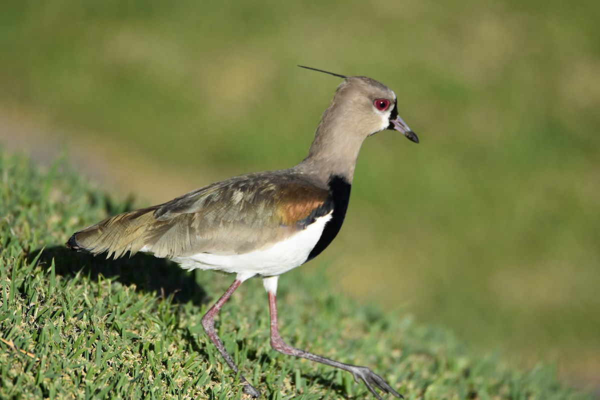 Southern Lapwing - ML632765785