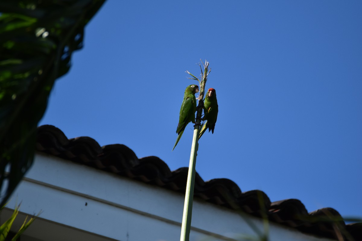 Crimson-fronted Parakeet - ML632765799