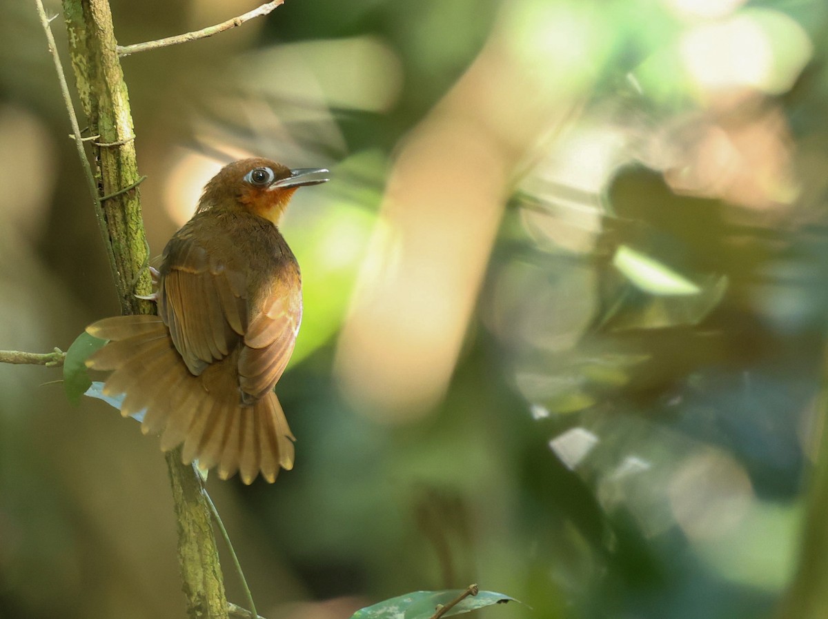 Rufous-throated Antbird - ML632765811