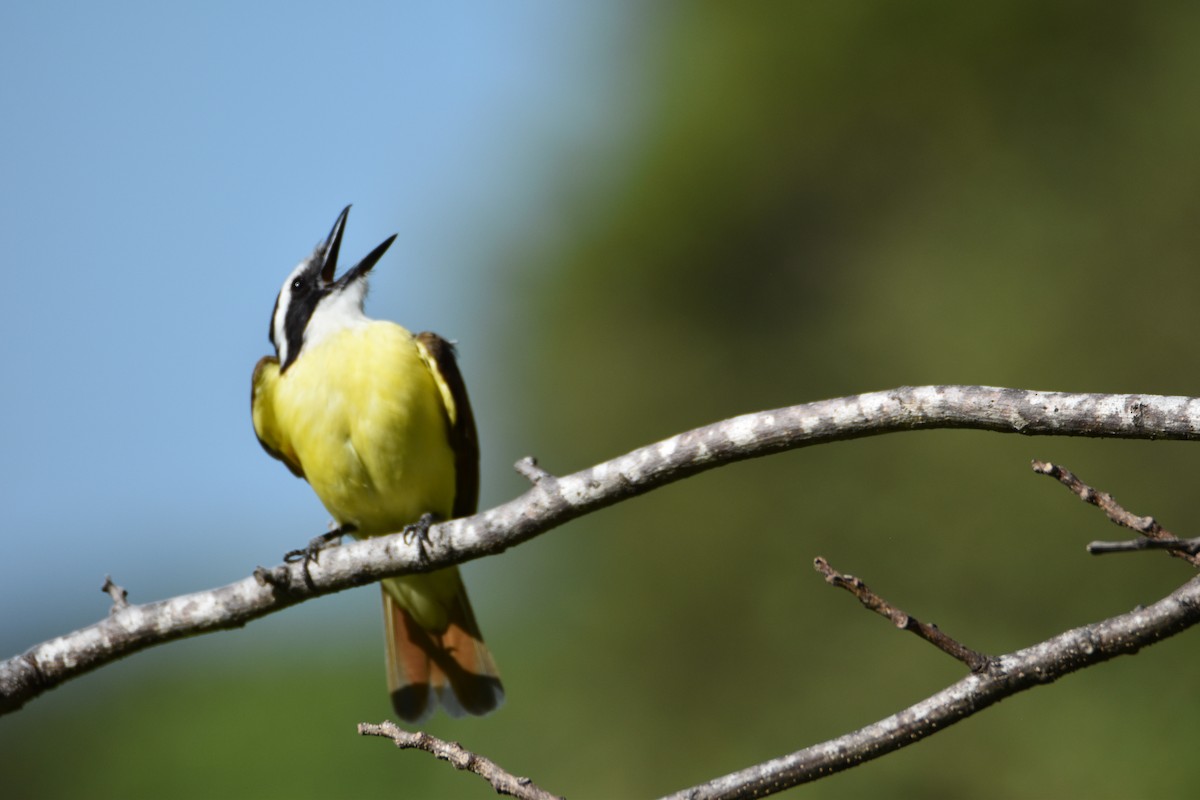 Great Kiskadee - ML632765812