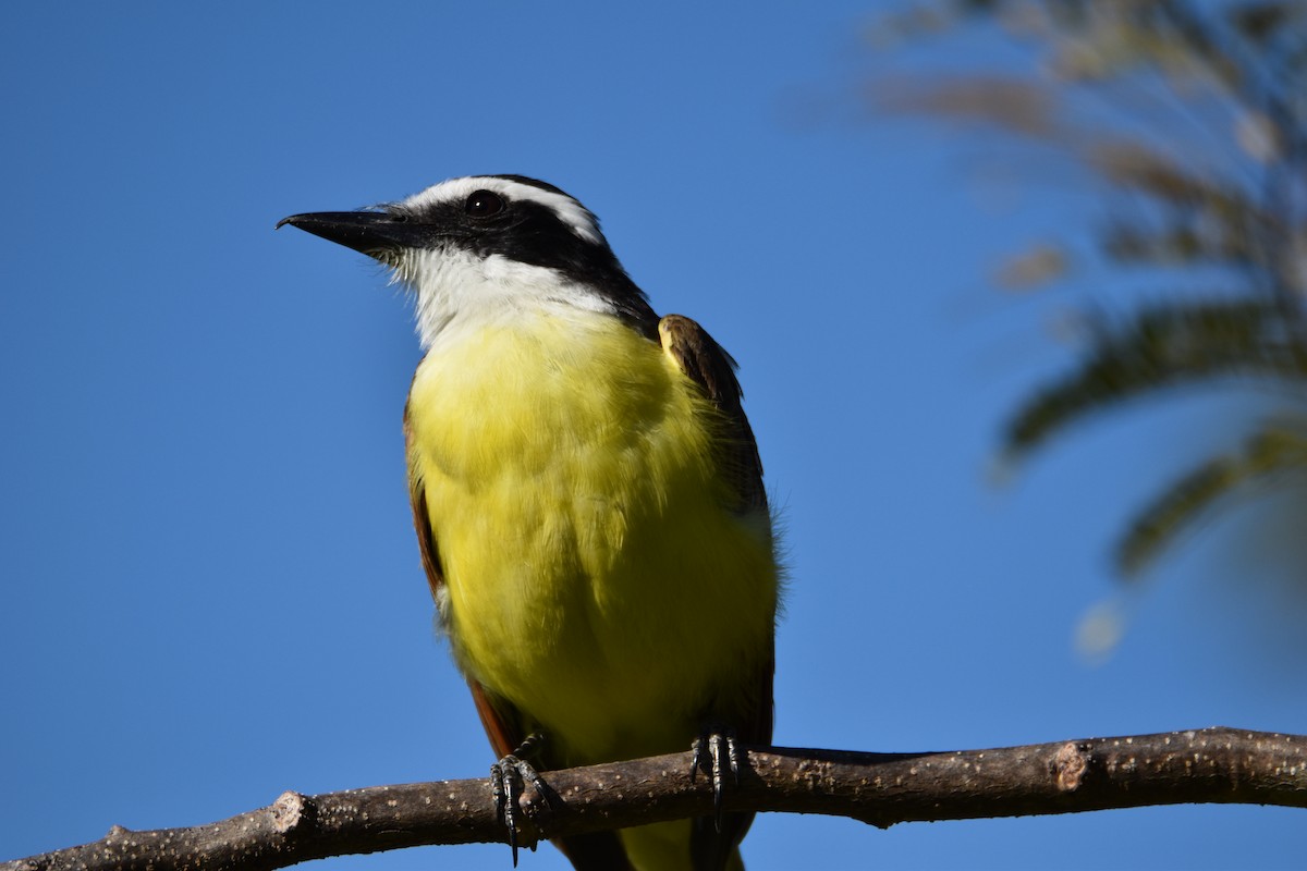 Great Kiskadee - ML632765813