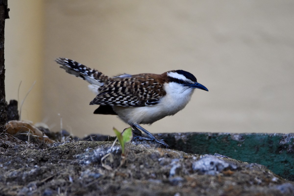 Rufous-backed Wren - ML632765825