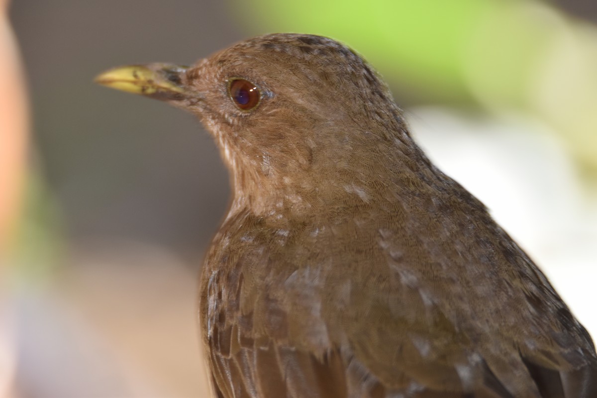 Clay-colored Thrush - ML632765830