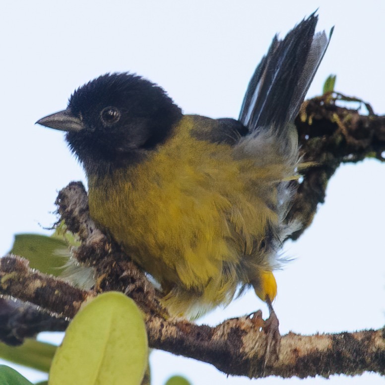 Yellow-green Brushfinch - ML632765934