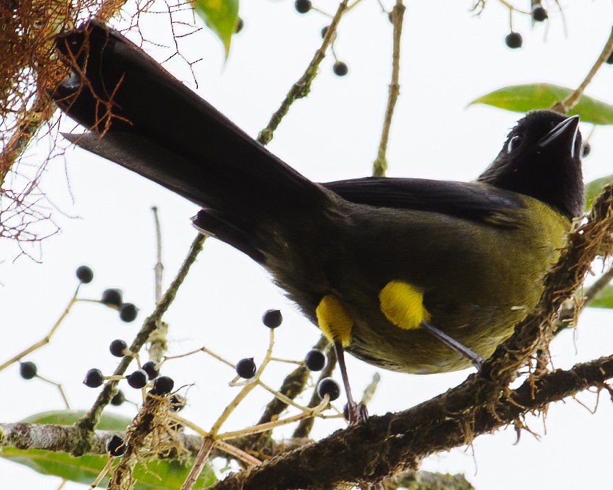 Yellow-green Brushfinch - ML632765941