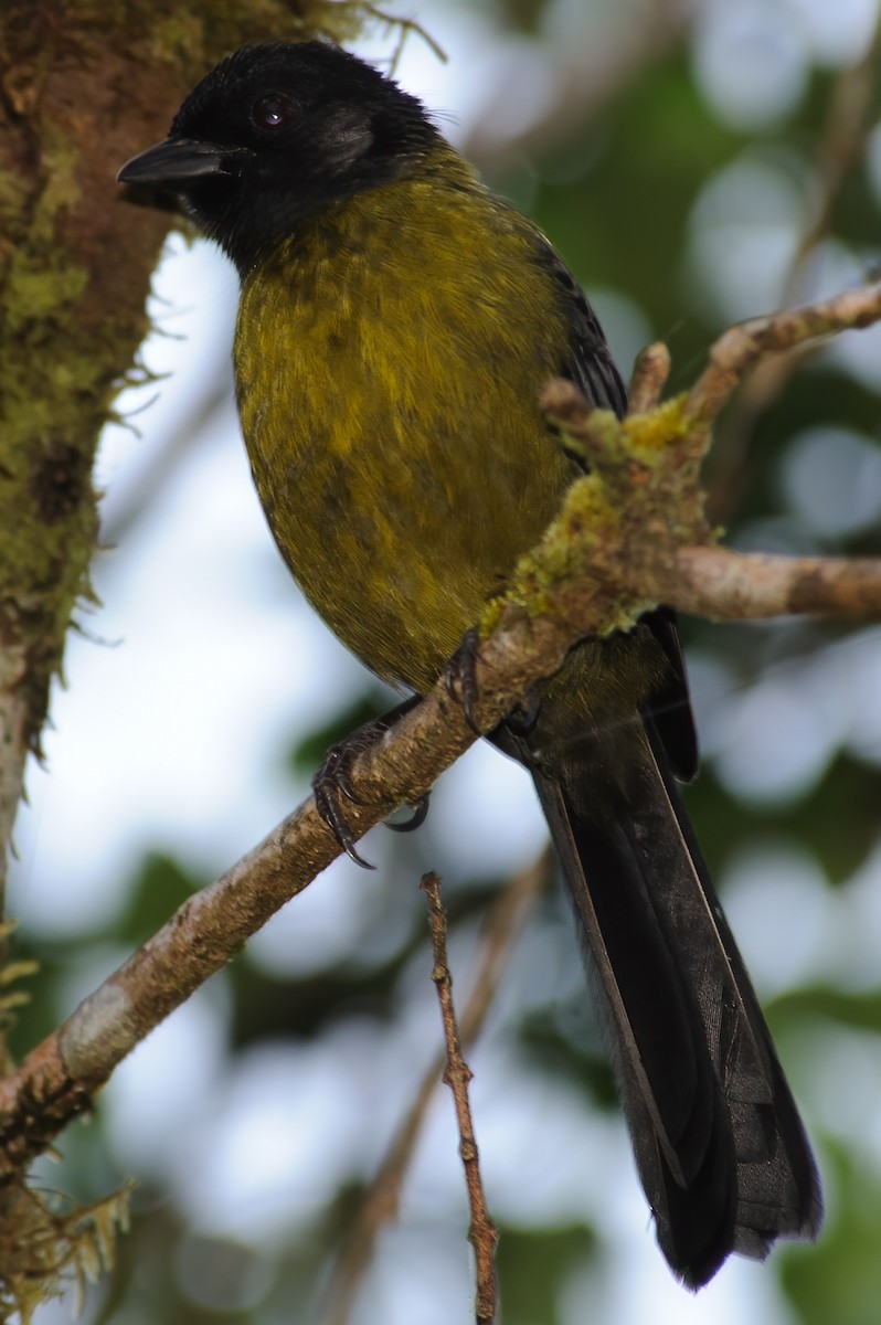 Yellow-green Brushfinch - ML632765955