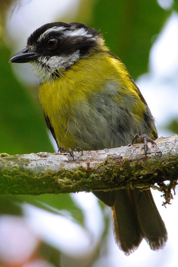 Sooty-capped Chlorospingus - ML632765974