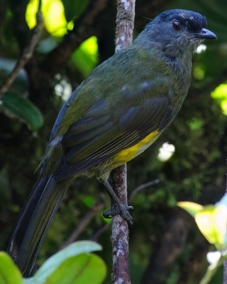 Black-and-yellow Silky-flycatcher - ML632765977
