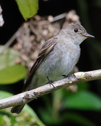 pewee sp. (Contopus sp.) - ML632765984