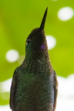 Green-crowned Brilliant - ML632766042