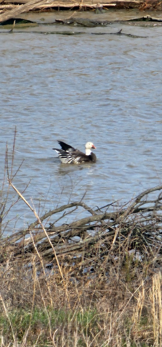 husa sněžní - ML632766181