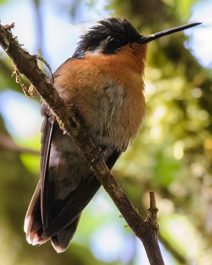 hummingbird sp. - ML632766198