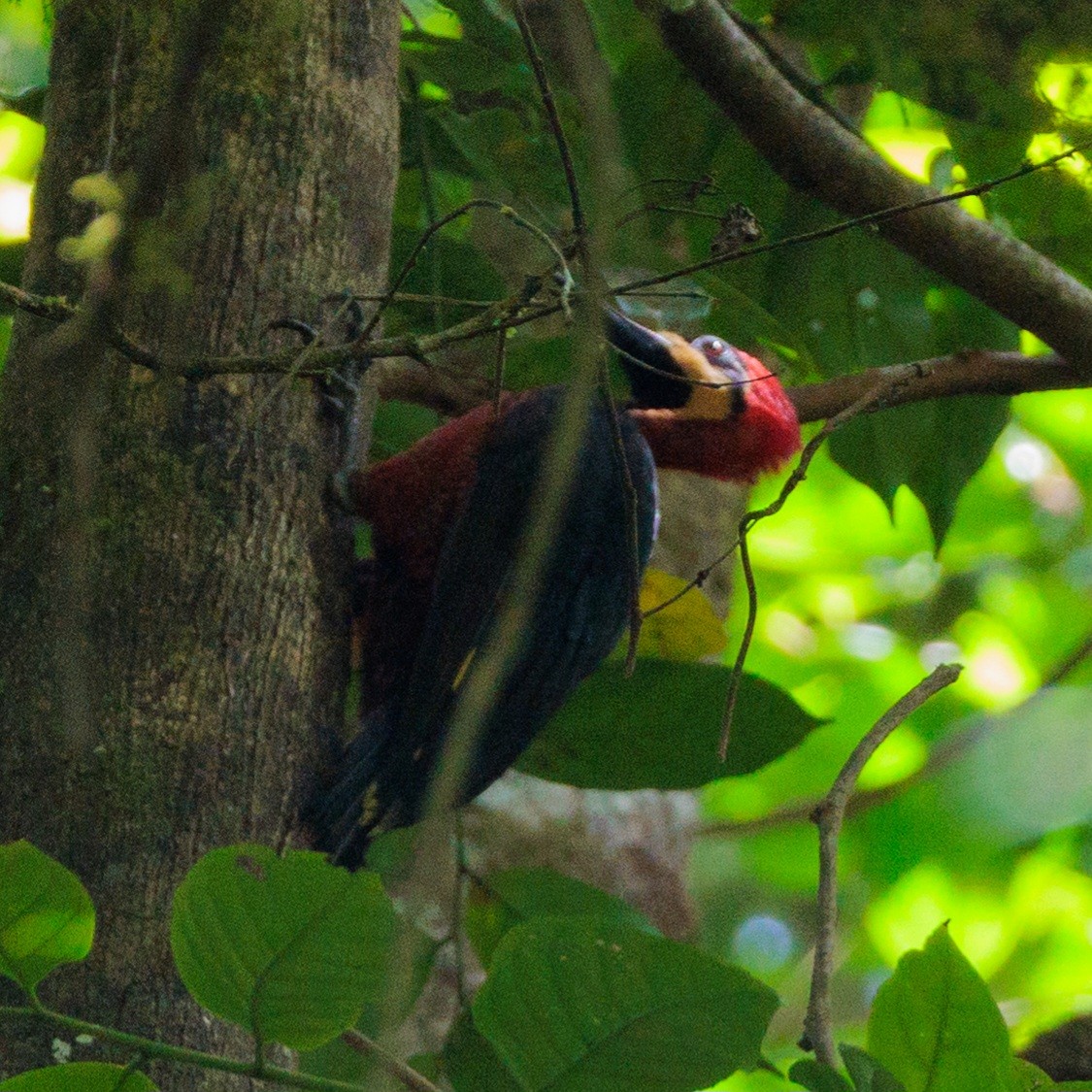 Crimson-bellied Woodpecker - ML632766259