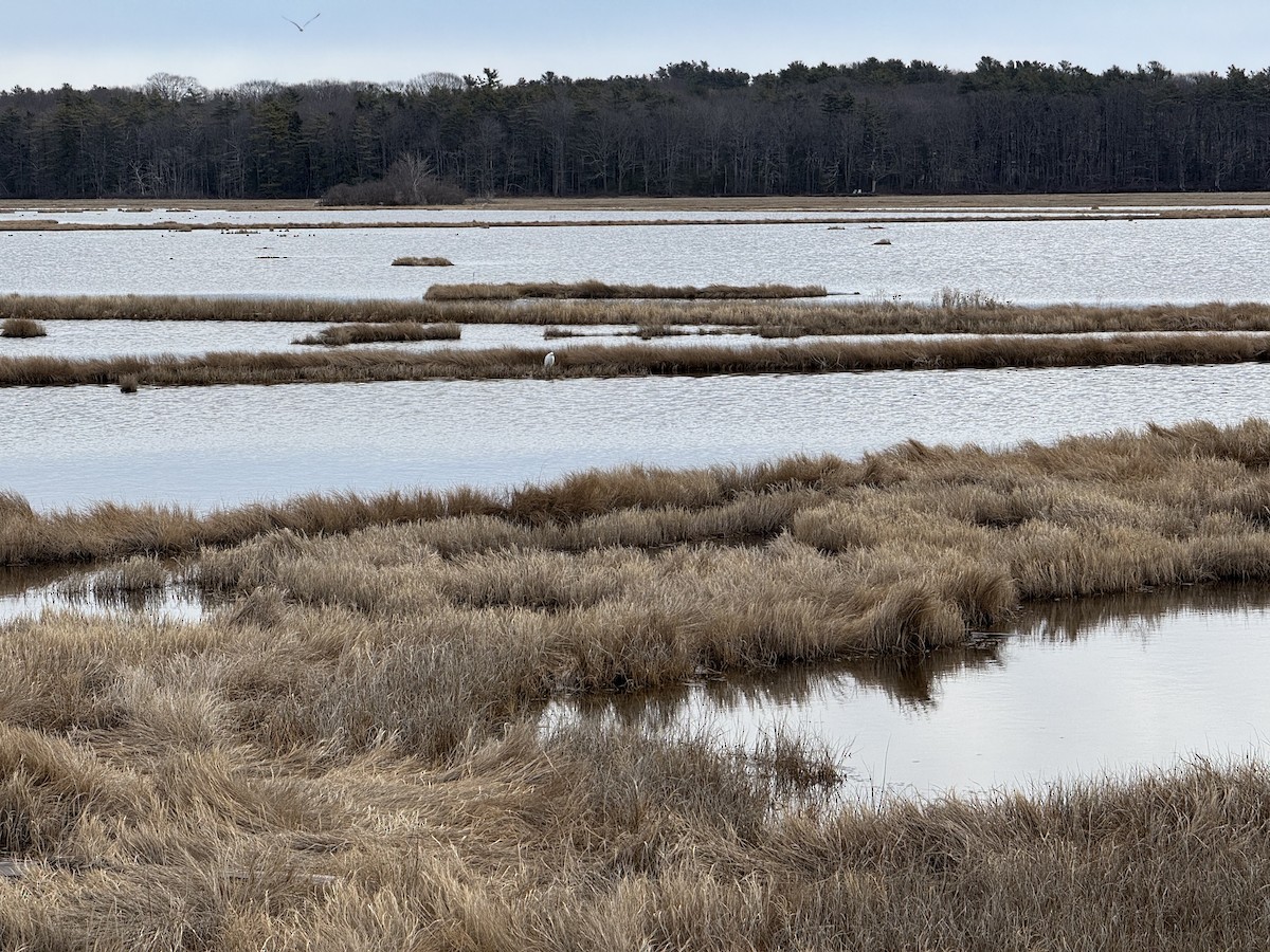 Snowy Egret - ML632766268