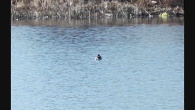 Bufflehead - ML632766287