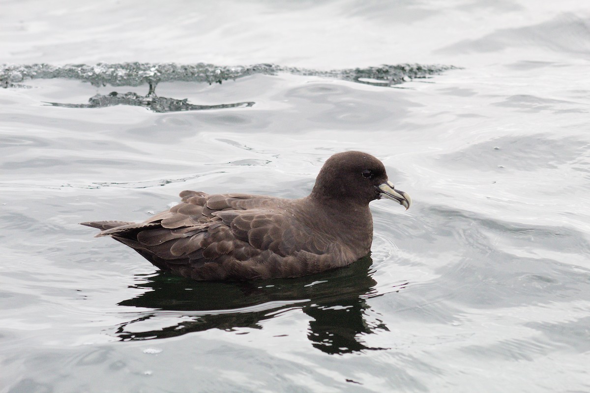 White-chinned Petrel - ML632766336