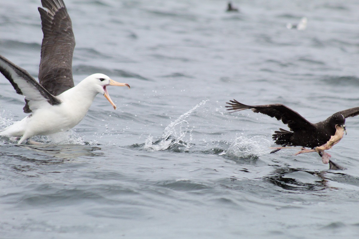 White-chinned Petrel - ML632766341
