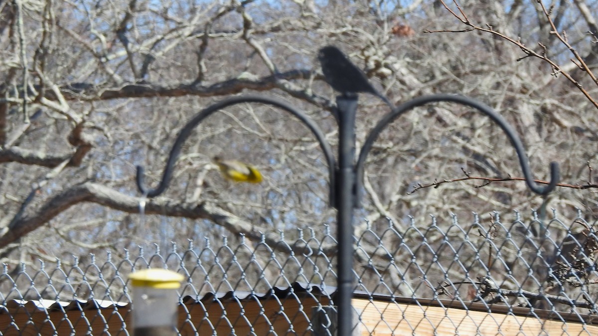 Pine Warbler - ML632766345