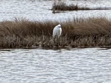 Snowy Egret - ML632766372