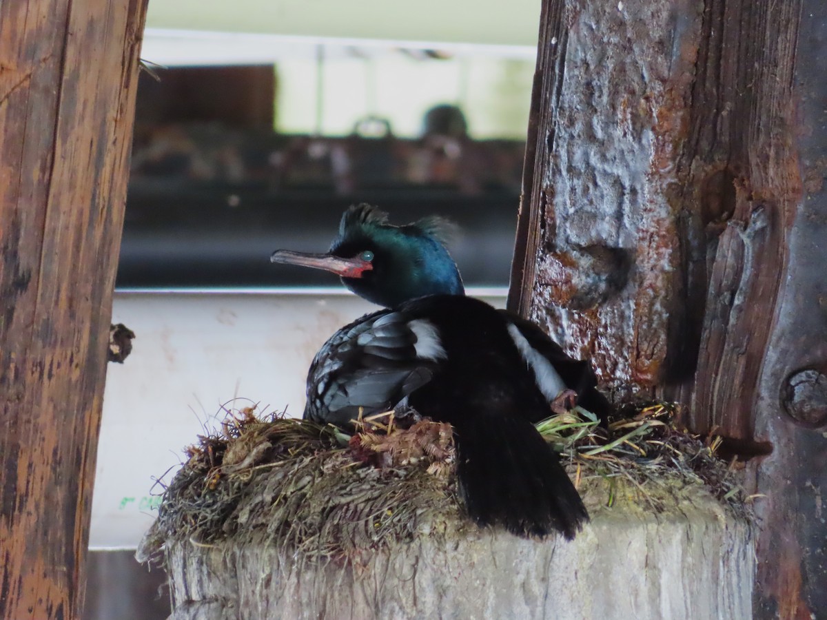 Pelagic Cormorant - ML632766384