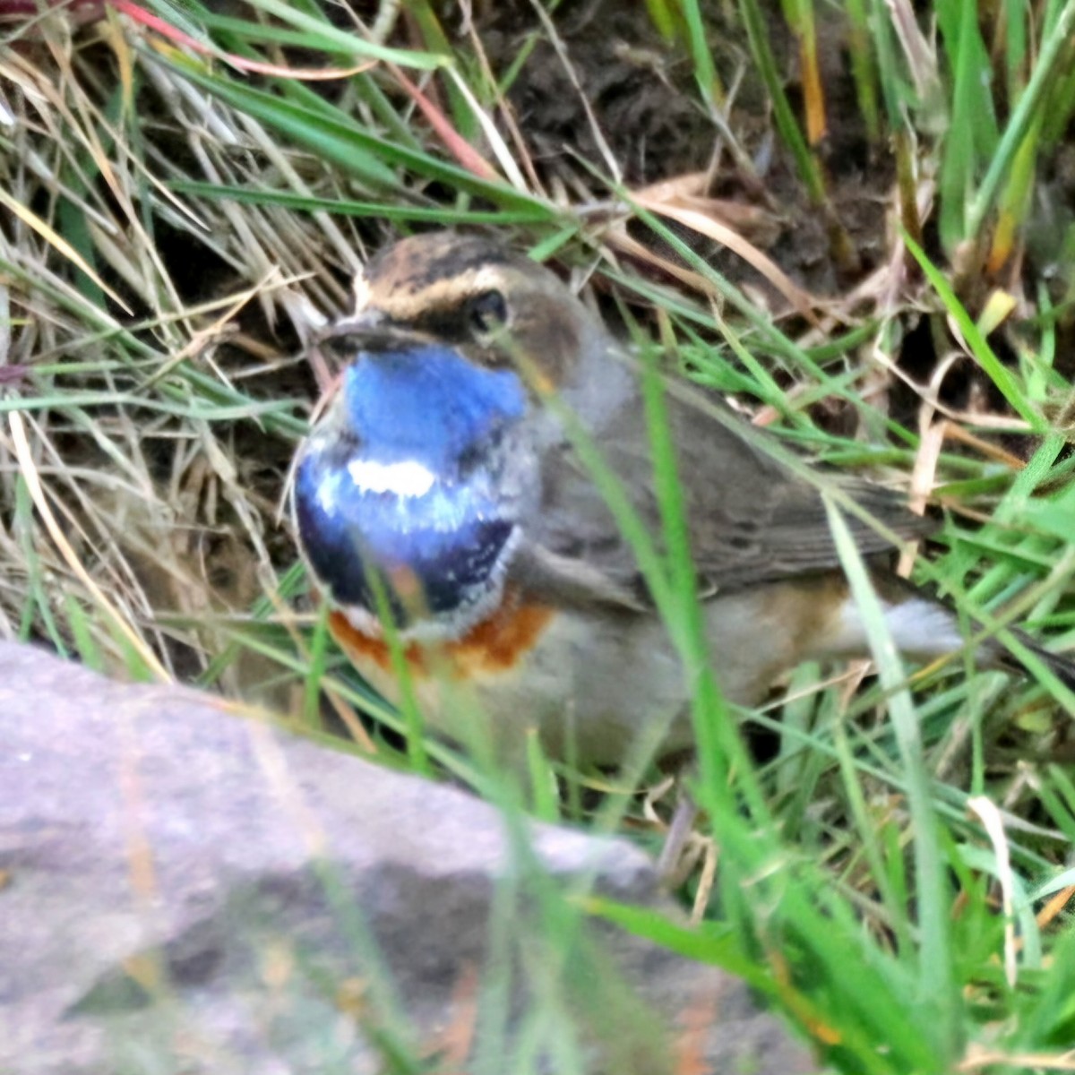 Bluethroat (White-spotted) - ML632766524